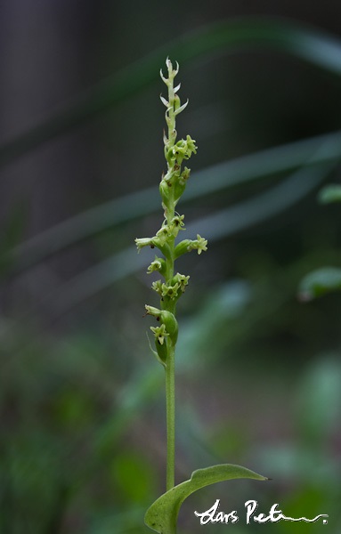 Orkidén "Gennaria diphylla"